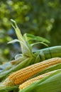 Corn cobs on a white surface on a blurred green natural background close up. Horizontal photo Royalty Free Stock Photo