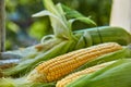 Corn cobs on a white surface on a blurred green natural background close up Royalty Free Stock Photo