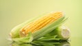 Corn cobs on yellow and green bright background. Fresh raw ripe Sweetcorn closeup. Corn on the cob