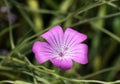 Corn-cockle flower (lat.- agrostemma githago Royalty Free Stock Photo