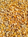 The Corn.The collection of corn seed Organic Corn,Whole Kernel,Yellow Yellow Maize Food Items BD quality,Organic,Rs 1120 Royalty Free Stock Photo