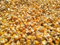 The Corn.The collection of corn seed Organic Corn,Whole Kernel,Yellow Yellow Maize Food Items BD quality,Organic,Rs 1120 Royalty Free Stock Photo