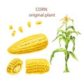 Corn, color sketch of cob and plants