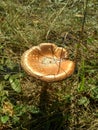 Corn-colored Mushroom Royalty Free Stock Photo