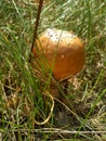 Corn-colored Mushroom Royalty Free Stock Photo