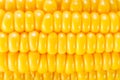 Corn, corn background Royalty Free Stock Photo