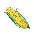 Corn, corn head hand-drawn, vector illustration Royalty Free Stock Photo