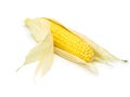 Corn with corn husk isolated on white Royalty Free Stock Photo