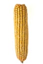 Corn Corncob