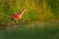 The corn crake, corncrake or landrail, Crex crex is a bird in the rail family Royalty Free Stock Photo