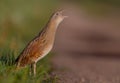 Corn Crake Crex crex