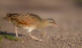 Corn Crake Crex crex