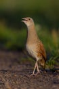 Corn Crake Crex crex