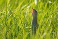 Corn crake, Crex crex, in tall lush green grass on a wild meadow in Estonia