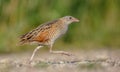 Corn crake - Crex crex - male bird Royalty Free Stock Photo
