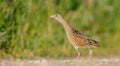 Corn crake - Crex crex - male bird Royalty Free Stock Photo