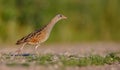 Corn crake - Crex crex - male bird Royalty Free Stock Photo