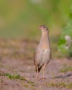 Corn crake - Crex crex - male bird Royalty Free Stock Photo