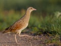 Corn crake - Crex crex