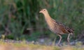 Corn crake / landrail - Crex crex - male bird Royalty Free Stock Photo