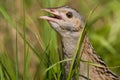 Corn crake portrait Royalty Free Stock Photo