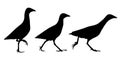 Corn crake silhouette isolated set in vector