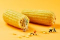 Corn, creative photography, pictures of Lilliputian dolls and corn