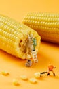 Corn, creative photography, pictures of Lilliputian dolls and corn