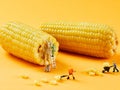 Corn, creative photography, pictures of Lilliputian dolls and corn