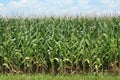 Corn Crop Royalty Free Stock Photo