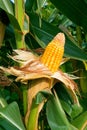 Corn crop Royalty Free Stock Photo