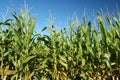 Corn Crop Royalty Free Stock Photo