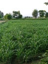 Corn crop,beautiful attractive pic of corn crops Royalty Free Stock Photo