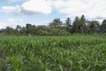 corn crop on farmland with blue sky in the afternoon