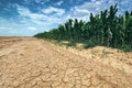 Corn crop growing in drought conditions