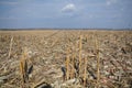 Harvested corn crop Royalty Free Stock Photo