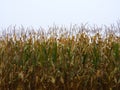 Corn crop almost ready for Autumn harvest