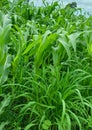 Corn crop intercropped with brachiaria mombaÃÂ§a grass to later create a rotated paddock for dairy cows. Royalty Free Stock Photo