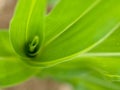 Corn crop macro Royalty Free Stock Photo