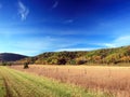 Corn crop in Minnesota at fall Royalty Free Stock Photo