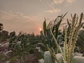 the corn crop in the photo in the afternoon when the sun starts to set