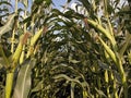 Corn crop ready for harvest