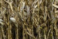 Corn crop ready to be harvested in the fall Royalty Free Stock Photo