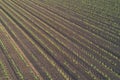 Corn crop rows in field Royalty Free Stock Photo
