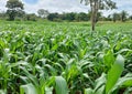 Corn crop for silage for dairy cows. Royalty Free Stock Photo