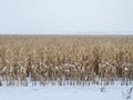 Corn crop still waiting to be harvested in snow