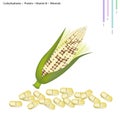 Corn Crop with Vitamin B and Minerals