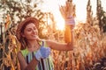 Corn crop. Young woman farmer picking corn harvest. Worker holding autumn corncobs. Farming and gardening Royalty Free Stock Photo