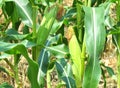 Corn crops Royalty Free Stock Photo