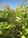 Between the corn crops